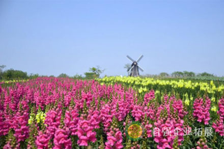 龍泉蔚然花海團(tuán)建基地